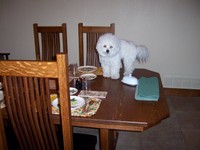 3/16/2006: QBit begins his career as a table surfer, one we haven't yet been able to dissuade him from.