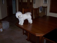 6/27/2006: He'll jump up on the dining room table even if he knows there's nothing edible on it.