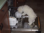 6/7/2005: Prewashing the dishes