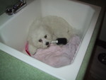 6/11/2005: About to get a bath, and not happy