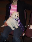 5/6/2005: QBit in Carol's lap at the Bichon Frise Nationals in Indianapolis