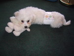 5/7/2005: QBit with his first toy