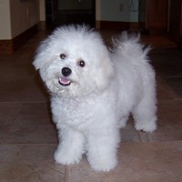 8/4/2005: Six months old and freshly brushed