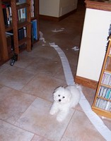 After another toilet paper incident