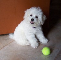 6/6/2005: Four months old and ready to play