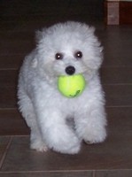 6/6/2005: Barrelling back with the ball